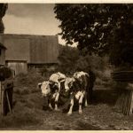 Straussnitz