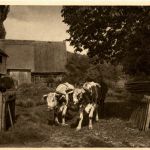 Straussnitz
