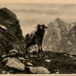 Widder am Zugspitzplatt