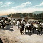 Santa Barbara - The Hotel Potter - Cow Kuh