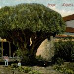 Tenerife Drago Laguna