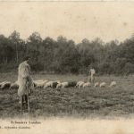 Echassiers Landais