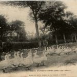 Gardeurs d Oies dans les Landes