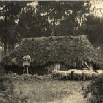 Schafe Landes