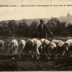 Sampans - Moutons sur l Ourehaut