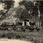 Landes - Le Depart pour le Paturage