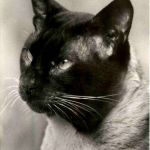 Cat Siam