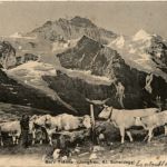 Kleine Scheidegg - Kühe
