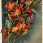 Künstlerkarte C. Klein