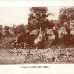 Farmers Journal Nairobi - Zebra