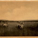 Ruanda Zebra