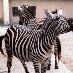 Zoo Neunkirchen - Zebra