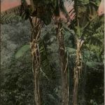 Jamaica - Bearing Banana Trees