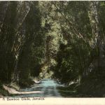 Jamaica - A Bamboo Glade