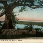 Jamaica - Cotton Trees Dry Habour