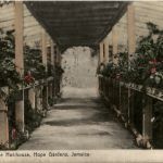 Jamaica - The Hot house Hope Gardens