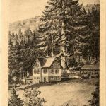 Grosse Tanne bei Forsthaus im Rollwassertal