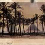 Palmers avec les trois Pyramides
