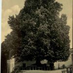 Bruck a.d.Mur - Frauenberg (M.Rehkogel), 400 jährige Linde