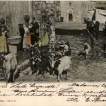 Capraie - Ziegen Goat