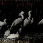 Vogelparadies am Neusiedlersee