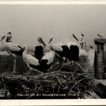 Freistadt Rust, Stochidyll