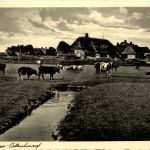 Hallig Hooge