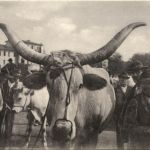 Siena - Bue della campagna senese