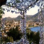 Como - Flieder
