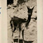Bolivia - Alpaca