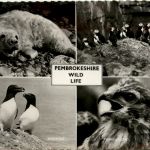Pembrokeshire Wild Life