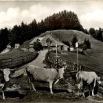 Münstertal - Almgaststätte Kälbelescheuer