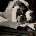 Prinses Beatrix - Grindelwald 1939