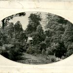 Sassafras - Olinda Road