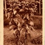 Antilles Francaises - Plant de tabac