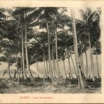 Tahiti - Sous les cocotiers