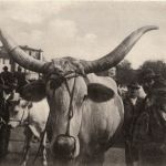 Siena - Bue della campagna senese