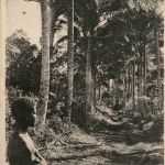 Vanuatu - Nouvelles-Hebrides - Avenue des Cocotiers a Vila