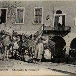 Beyrouth - Chameaux de Transportnite