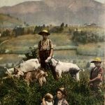 Ziergenhirte - Goat