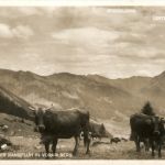 Almidyll an der kanisfluh in Vorarlberg