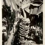 Brasil - Santos Banana