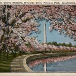 Washington DC - Japanese Cherry Blossom