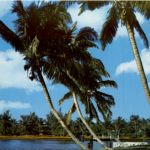 Florida - Whispering Palms