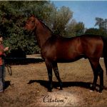 Citation - Horse