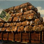 Cotton Ready for Shipment