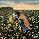 Cotton Field