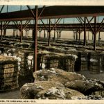 Texarkana - Cotton Compress