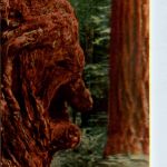 Old Man Burl