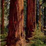 Redwoods California
